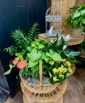 European Basket Dish Garden for Sympathy
