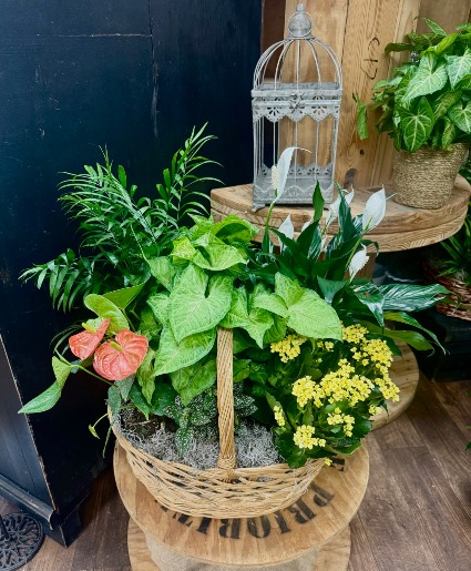 European Basket Dish Garden for Sympathy