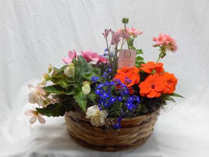 European Basket Garden Live Flowering Plants