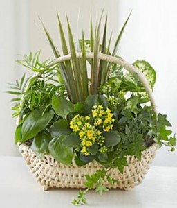 European Basket Garden 