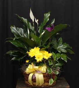 European Basket Plants in Kannapolis, NC | MIDWAY FLORIST OF KANNAPOLIS European Basket Plants in Kannapolis, NC | MIDWAY FLORIST OF KANNAPOLIS