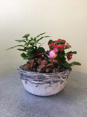 European Dish Garden in La Grande, OR | FITZGERALD FLOWERS European Dish Garden in La Grande, OR | FITZGERALD FLOWERS