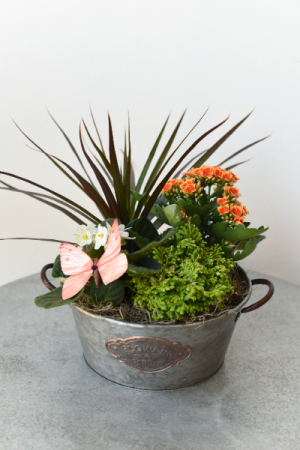 European Dish Garden