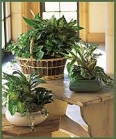 European Dish Garden 