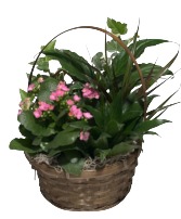 European Dish Garden 