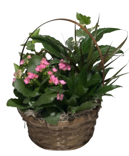 European Dish Garden