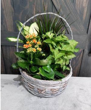 European Dish Garden Assorted Green and Blooming Plants