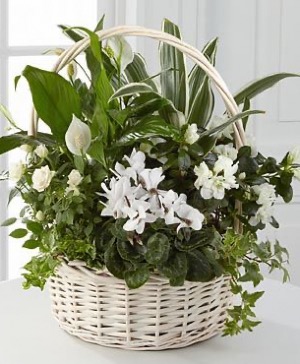 European Dish Garden Plant Basket