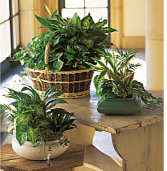 European Dish Garden Plants