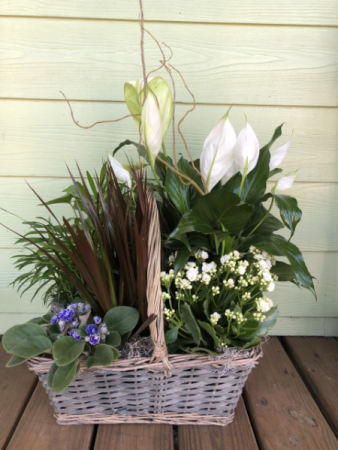 Large European Garden Plant Basket  in Pensacola, FL | JUST JUDY'S FLOWERS, LOCAL ART & GIFTS