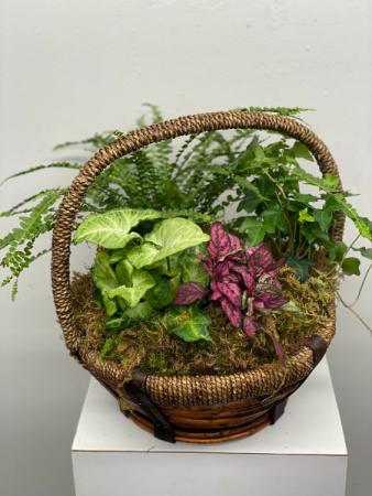 European Garden Basket Plant