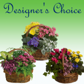 European Garden - Designer's Choice Basket of Plants