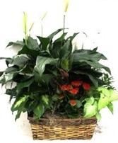 European Garden Box (Basket) Plant