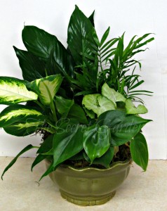 Ceramic Planter $68.95, $75.95, $ 100.95
