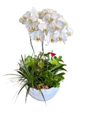 European Orchid Garden A Davis Floral Design