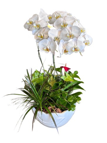 European Orchid Garden A Davis Floral Design in Fort Worth, TX | DAVIS FLORAL DESIGNS