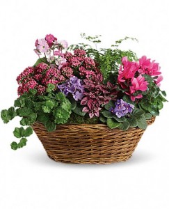 European Plant Basket blooming and green plants in Northport, NY | Hengstenberg's Florist