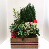 Evergreen Box planter
