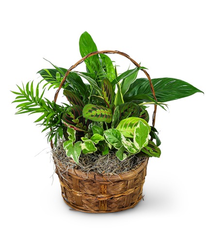 Evergreen Oasis Dish Garden Plant