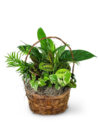 Evergreen Oasis Dish Garden Plant