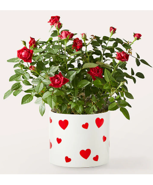 Everlasting Love 6" mini rose plant 