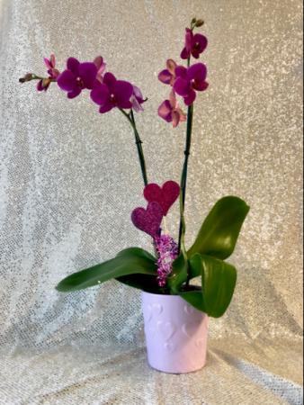Everlasting Love Blooming Phalaenopsis Orchid in Virginia Beach, VA | Flower Lady