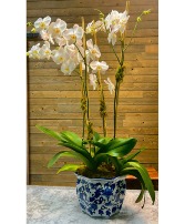 Everlasting Love Orchid Plant