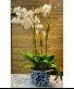 Everlasting Love Orchid Plant
