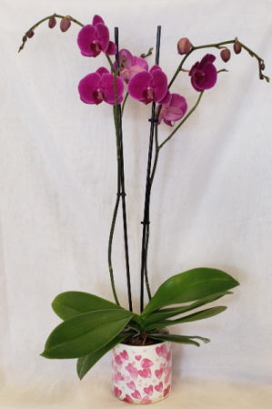 Everlasting Love  Valentine's Orchid 