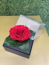 Everlasting Preserved Rose Keepsake 