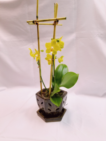 Exotic Breeze Orchid Arrangement  in Sunrise, FL | FLORIST24HRS.COM