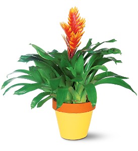 Exotic Bromeliad Plant