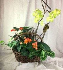 Exotic Dish Garden with Phalaenopsis Orchid Plant:  Dish Garden