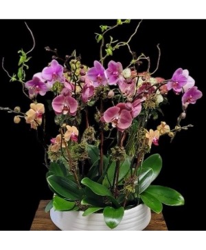 Exotic garden  Long lasting blooming orchid plants