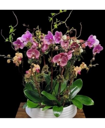 Exotic garden  Long lasting blooming orchid plants in Briarwood, NY | ABC TRADE FLOWERS