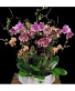 Exotic garden  Long lasting blooming orchid plants