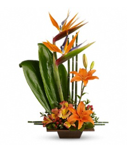 EXOTIC GRACE Container arrangement 