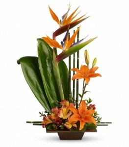 Exotic Grace Tropical in Cape Coral, FL | ENCHANTED FLORIST OF CAPE CORAL Exotic Grace Tropical in Cape Coral, FL | ENCHANTED FLORIST OF CAPE CORAL
