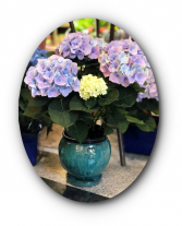 Outstanding Hydrangea Plant Arrangement