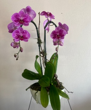 Exotic Orchid Premium / Deluxe