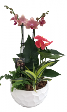 Exotic orchids Dish garden