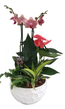 Exotic orchids  Dish garden 