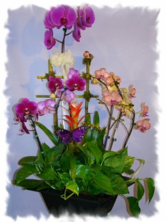 EXOTIC ORCHIDS PLANT