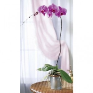  Purple Phalaenopsis Orchid Indoor Plant