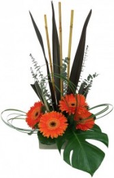 EXOTIC ZEN Arrangement