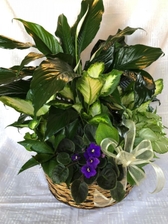 Expressions of Nature Planter
