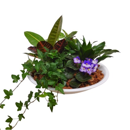 Exquisite Garden Dish Plant