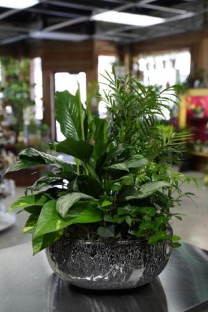 Exquisite Greenery Large Dishgarden in South Milwaukee, WI | PARKWAY FLORAL INC. Exquisite Greenery Large Dishgarden in South Milwaukee, WI | PARKWAY FLORAL INC.