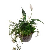 Plant of the Month Exquisite Jasmine Planter Plant
