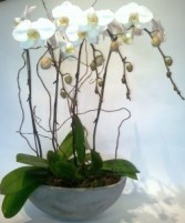 Exquisite Orchid Planter